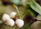snowberry in fruit